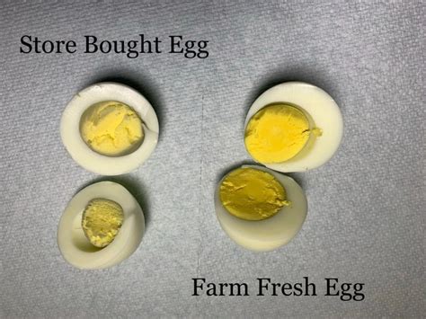 egg compression test|How Strong Are Homestead vs. Store.